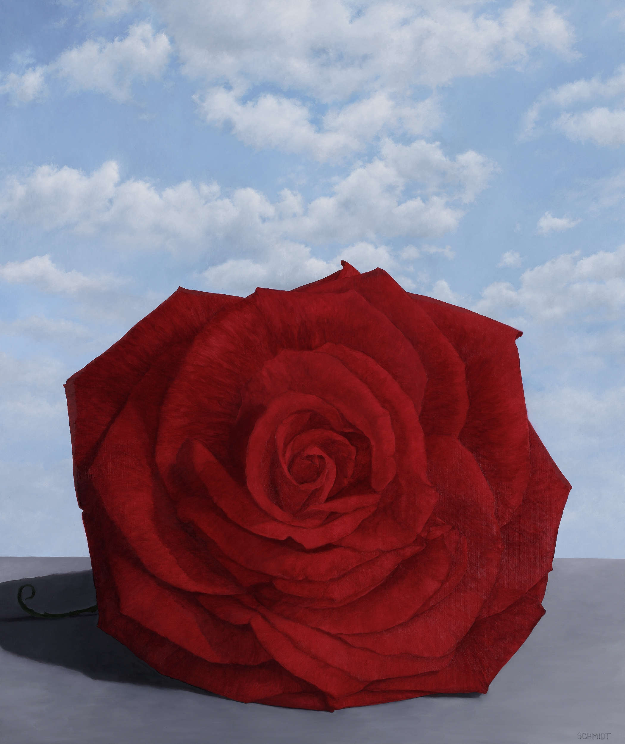 red rose facing front, sky, shadow to the left